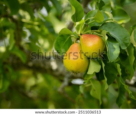 Foto Bild Little apples on a branch.