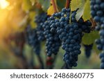 Close up of ripe purple grapes hanging on the vine in a vineyard at sunset, ready for harvest. The warm light of the setting sun illuminates the grapes, creating a beautiful and inviting scene