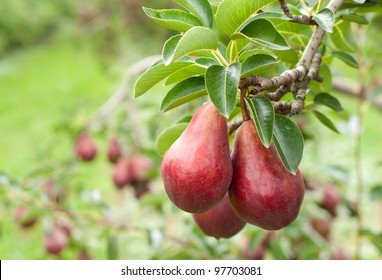 Close up of Ripe Red Bartlett Pears on the tree in a grove in Hood River, Oregon, United States,  with many pears in the background, all ready to be picked in late summer - Shutterstock ID 97703081