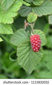 Close up of a ripe red raspberry