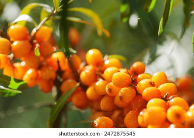 close up of ripe sea buckthorn berries on a tree 