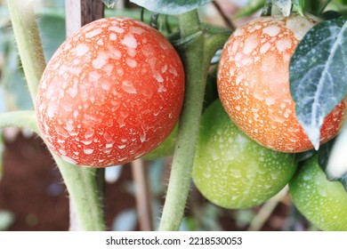 close up Ripe tomatoes are on the tree - Shutterstock ID 2218530053