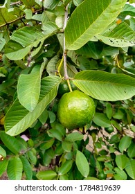 close up of Ripe Tropical Fruit Guava on Guava Tree. Psidium Guajava
