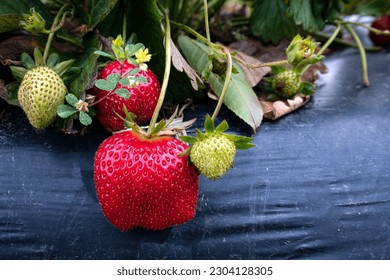 Close up of a ripe and unripe strawberries (Fragaria ananassa) growing on a raised plasticulture bed at a you-pick agritourism operation. - Shutterstock ID 2304128305
