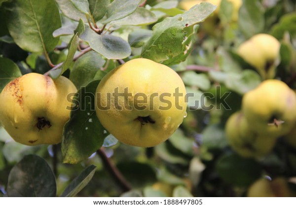 close up ripe yellow  quince fruits grow on\
quince tree with green leaves,is the sole member of the genus\
Cydonia in the family Rosaceae (which also contains apples and\
pears, among other\
fruits)