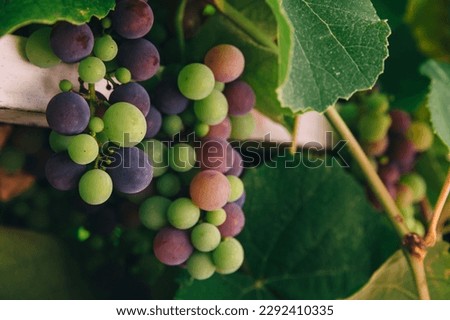 Close up of Ripening bunch of grapes on vines growing in vineyard. Wine production. Agriculture
