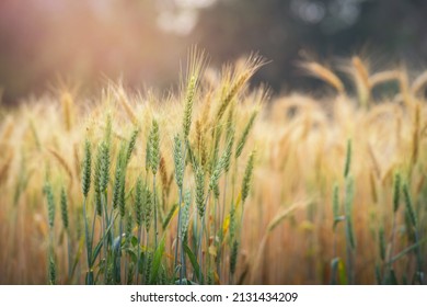 Close Up Of Ripening Ears Of The Green And Yellow Wheat Field On The Sunset Cloudy Orange Sky Background. Rural Landscape Of A Ripening Harvest At Sunset