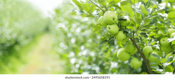 Close up of ripening green apples hanging on tree in orchard garden
