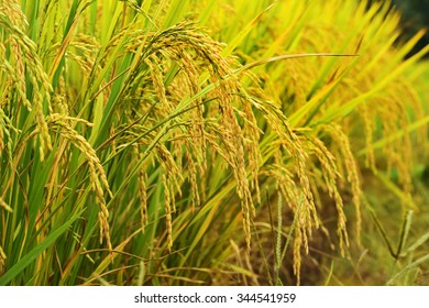 2,693 Ripen Rice Fields Images, Stock Photos & Vectors | Shutterstock