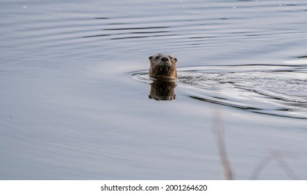 Close Up River Otter Northern Saskatchewan Canada