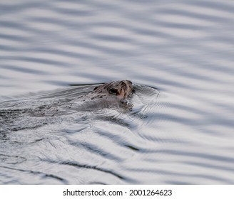 Close Up River Otter Northern Saskatchewan Canada