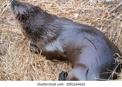 Close Up River Otter Northern Saskatchewan Canada