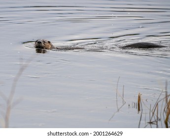 Close Up River Otter Northern Saskatchewan Canada