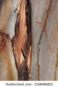 Close Up Of River Red Gum Bark