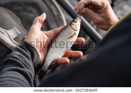 A close up of a roach, caught from the River Trent in Nottingham 