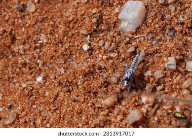 close up of a Robber fly