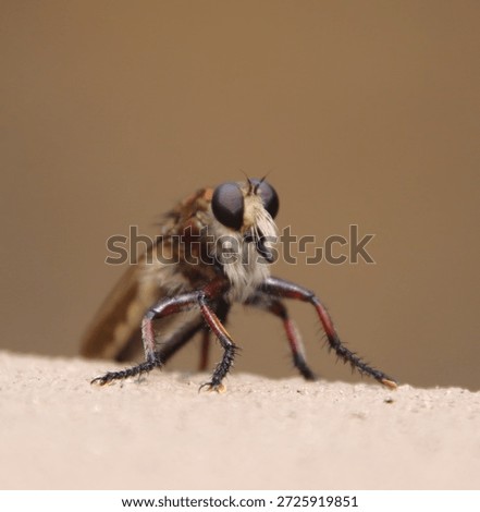 close up of a robber fly