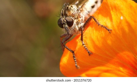 Close up of a robber fly on an orange flwoer in a field in Cotacachi, Ecuador