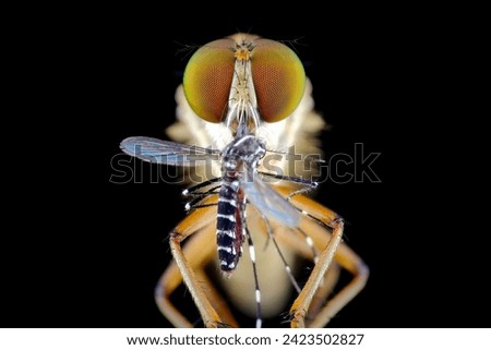 close up robber fly with prey on black background