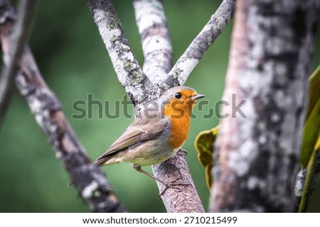 Close up of a Robin (Erithacus rubecula) perched on the branch of a tree in France