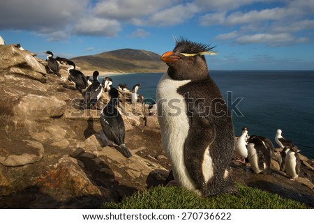 Close up of a Rockhopper penguin in the rookery, Saunders, Falkland Islands.