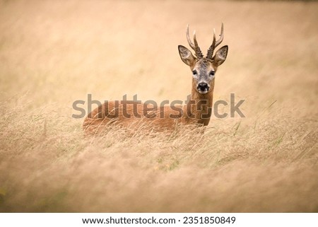 Similar – Foto Bild Rehwild im Gras auf einer Wiese stehend