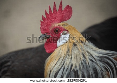 Close up of a Rooster