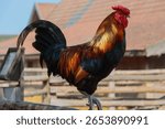 close up of a rooster. rooster crowing.