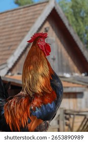 close up of a rooster. rooster crowing.