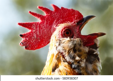 Close Up Of Rooster Crowing