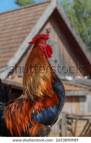 close up of a rooster. rooster crowing.