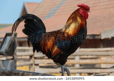 close up of a rooster. rooster crowing.