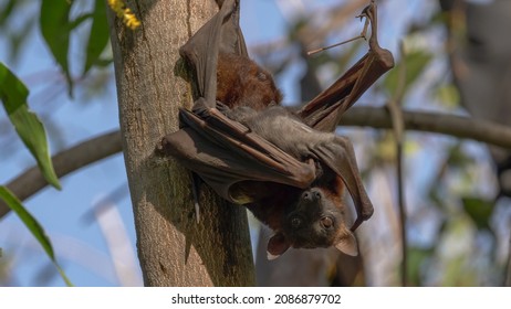 Close Up Of A Roosting Adult And Baby Black Flying Fox Or Black Fruit Bat At Nitmiluk Gorge In Nitmiluk National Park