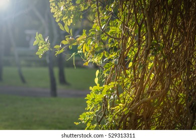 Close up root with green leaf at park.