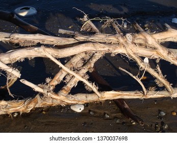 Close up of a root that washed up in the tide.  The root sections create a crosshatch pattern against the dark sand.