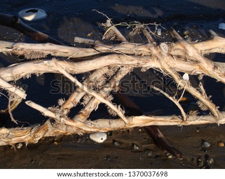 Close up of a root that washed up in the tide.  The root sections create a crosshatch pattern against the dark sand.