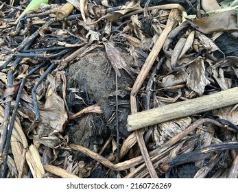 Close Up Root Water Hyacinth For Agriculture