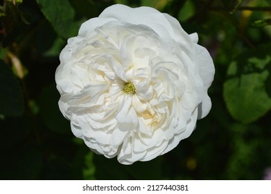 Close up of  Rosa Mme Hardy Damask Rose 1832 seen in the garden in summer. - Shutterstock ID 2127440381