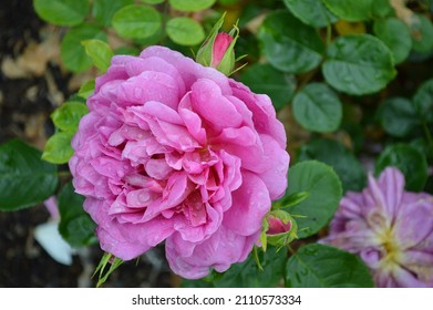 Close Up Of Rosa Princess Anne Seen Outdoors.