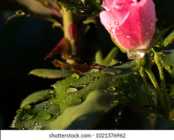 Close up of a rose.