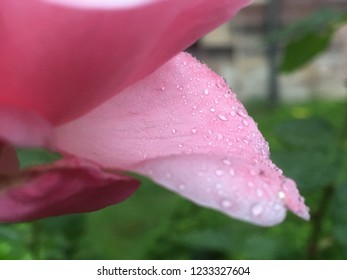 Close up of a rose