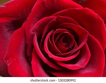 up close rose