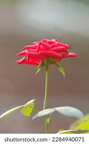 a close up of a rose 