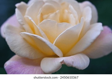 Close up of a Rose