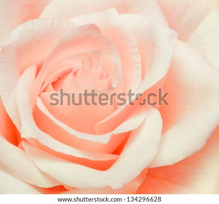 Similar – Image, Stock Photo Macro shot of a rose pink