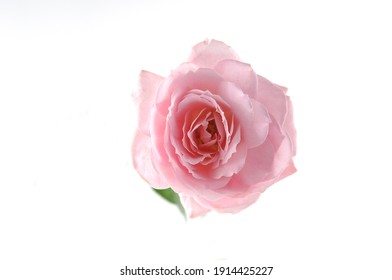 close up of rose flower. pink rose,

