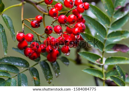 Image, Stock Photo rose hips Lifestyle