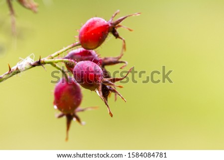 Similar – Image, Stock Photo rose hips Lifestyle