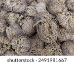 Close up of rose of Jericho or Maryam flower. Used in spiritual and religious practices, traditional medicine, symbol of resilience, rebirth. Ability to survive long periods of drought. Opens in water