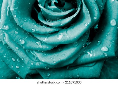 close up of rose petals